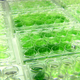 Image for article titled The Future Will Run on Algae